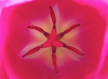 FLOWER VIII, "Red Tulip Heart" - Medium Canvas