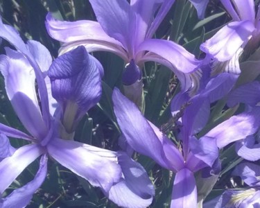 FLOWER ART X - "Purple Iris", Large Canvas